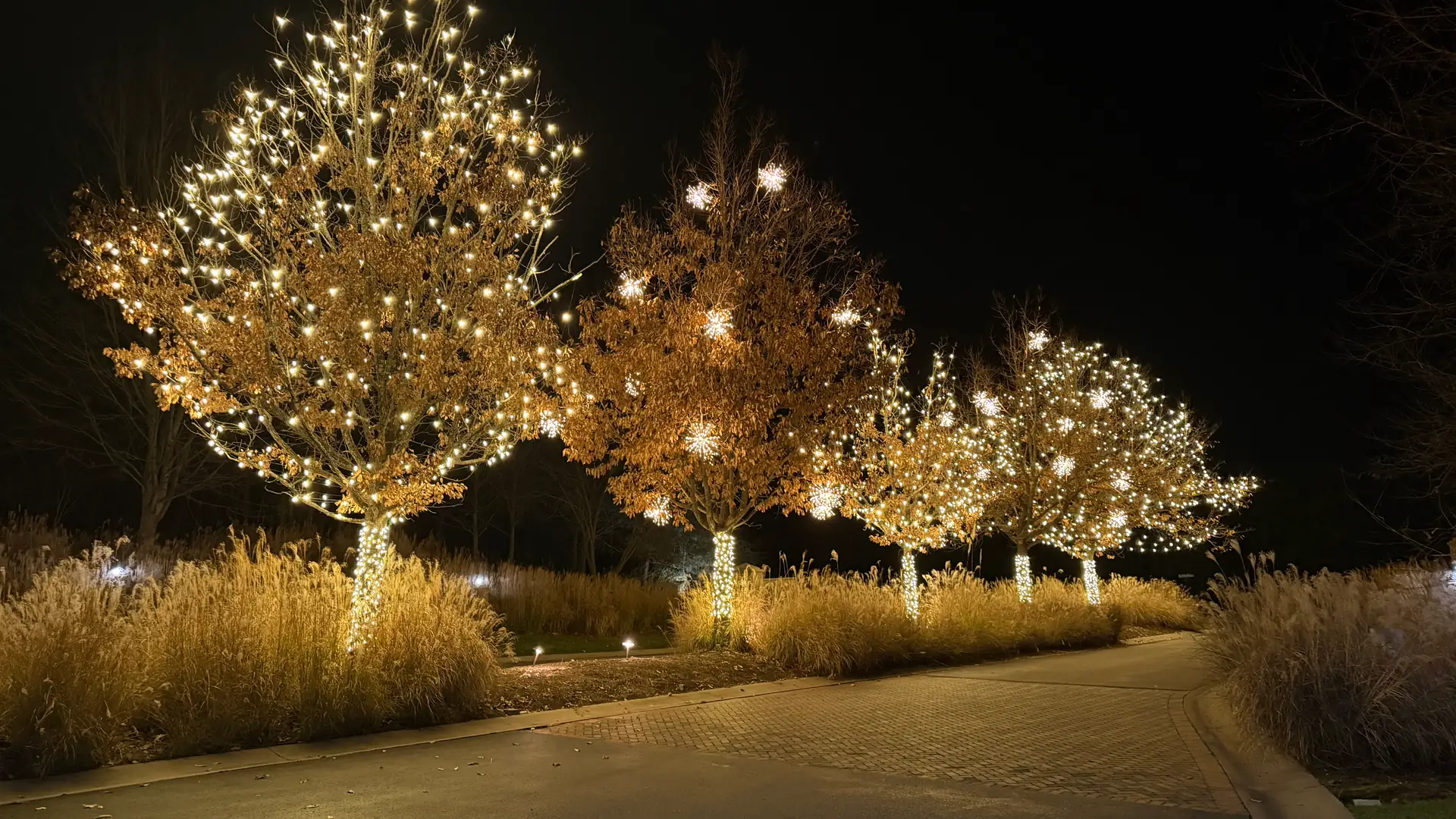 A resort drive lined with mature trees wrapped in warm white lights, glowing over ornamental grasses
